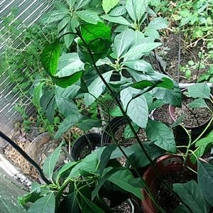 Avocado plants great plants All sizes thank you f